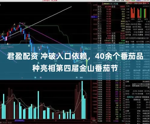 君盈配资 冲破入口依赖，40余个番茄品种亮相第四届金山番茄节